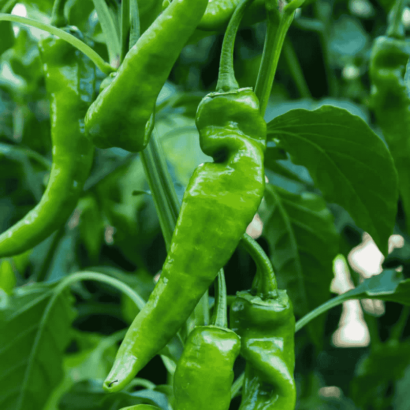 Anaheim Chilli